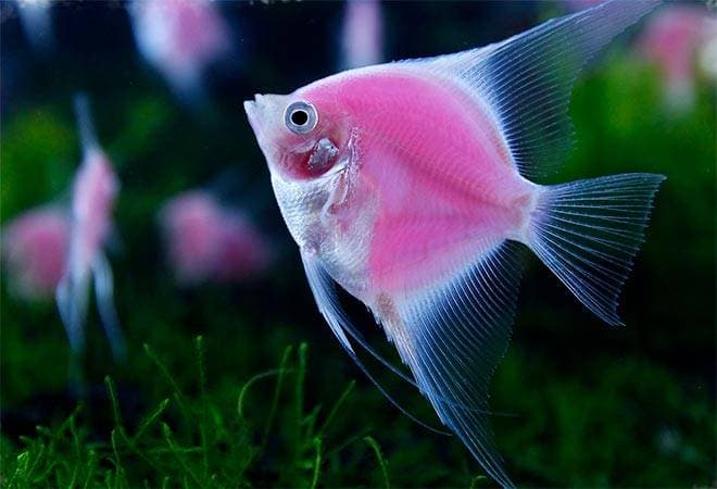 скалярия скалярия