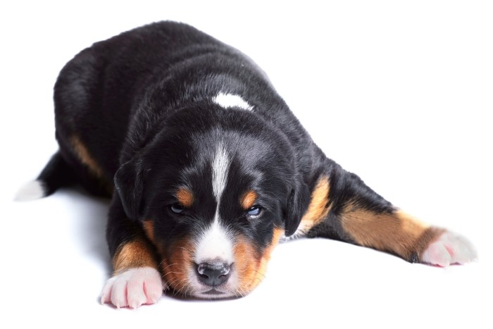 История происхождения