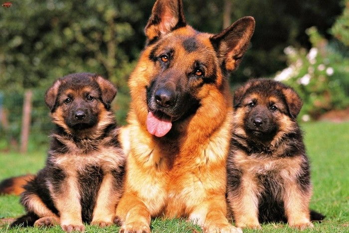 Fordeler og ulemper med menn og kvinner Få avkom for salg