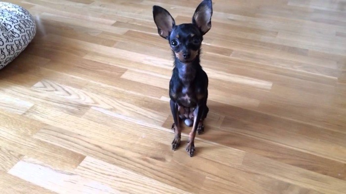 Stell og vedlikehold Gå tur med hund