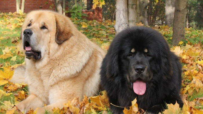 Палитра оттенков Окрас тибетцев