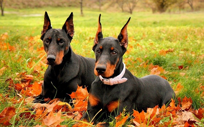 Hundemat Tørrfôr til Doberman