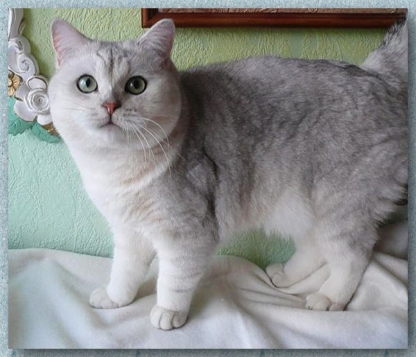 Светло-серая британская шиншилла