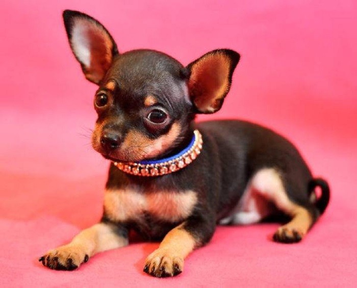 Dekorativ hund Mini toy terrier rase