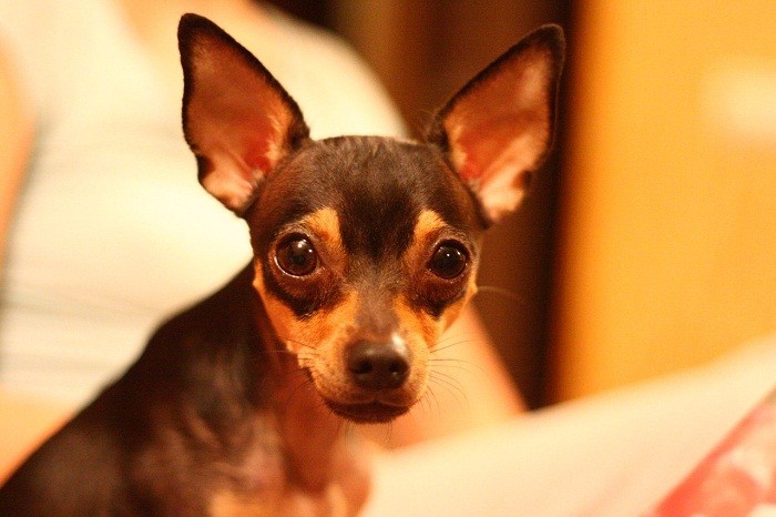 Hundetrening Toy Terrier