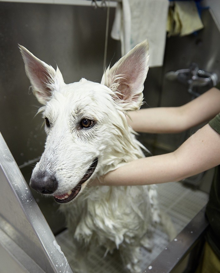 Как ухаживать