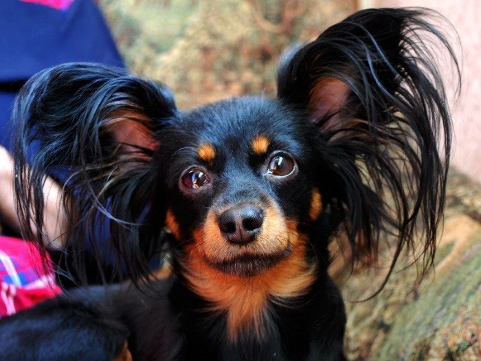 Склонность к стрессу Уход за домашними животными