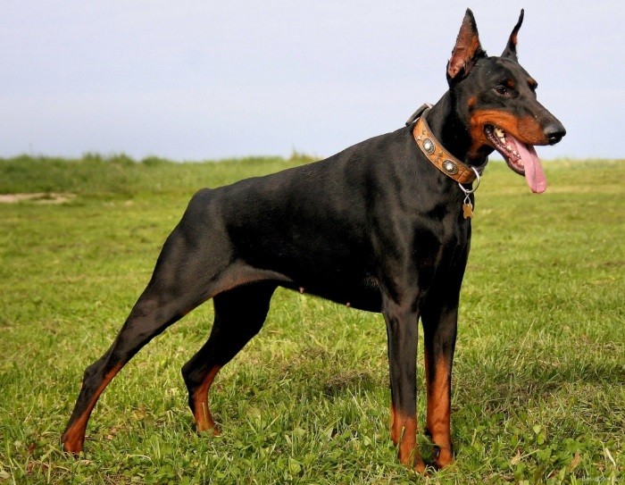 Generelt opplæringskurs Full utdanning