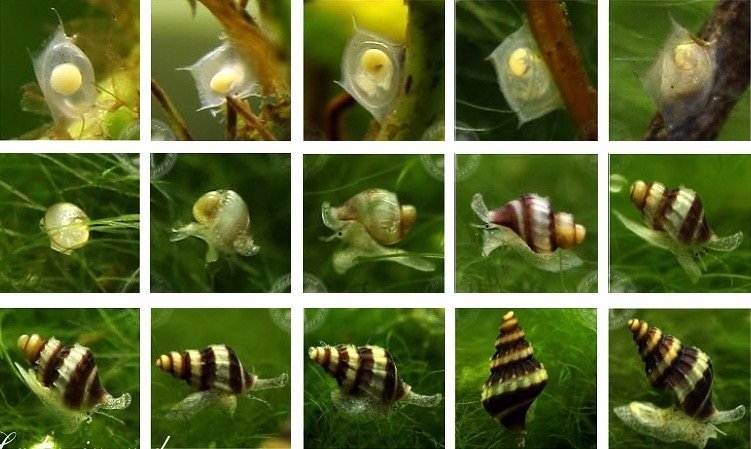 улитка хелена разведение