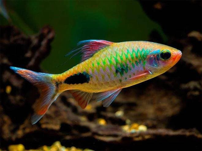 восклицательный барбус восклицательный барбус