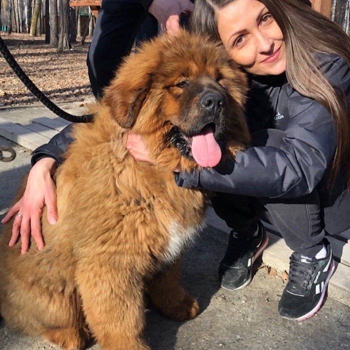 Чаще выводить щенка гулять Хорошо запоминают команды