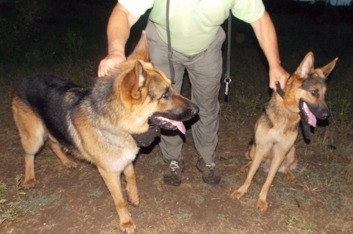 Eggløsning Gjennomføring av første parring