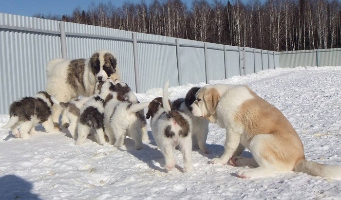 Правильный выбор Как выбрать щенка