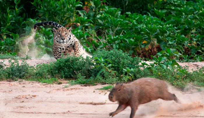 Ягуар охотится на капибару