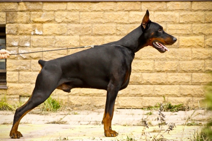 Виды обучения