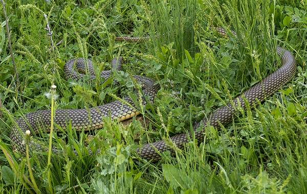 Желтобрюх-змея-Образ-жизни-и-среда-обитания-желтобрюха-10