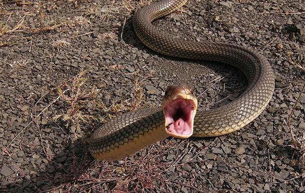 Желтобрюх-змея-Образ-жизни-и-среда-обитания-желтобрюха-12