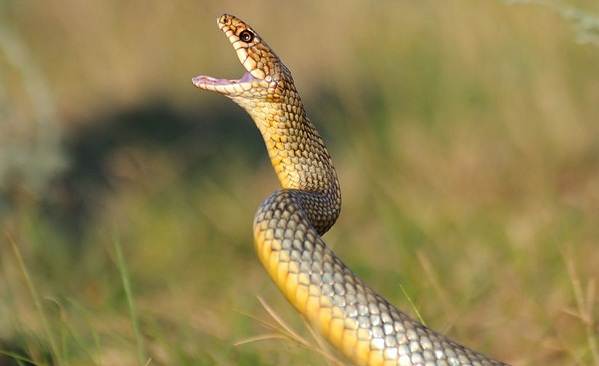 Желтобрюх-змея-Образ-жизни-и-среда-обитания-желтобрюха-13