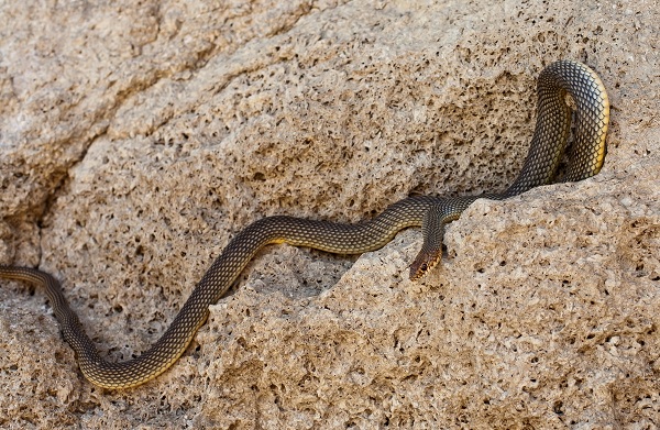 Желтобрюхая змея-образ жизни и среда обитания-14