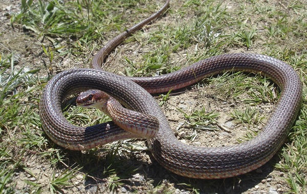 Желтобрюхая змея-образ жизни и среда обитания-15