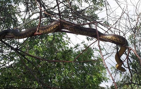 Желтобрюх-змея-Образ-жизни-и-среда-обитания-желтобрюха-9