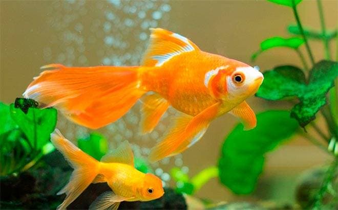 золотая рыбка золотая рыбка