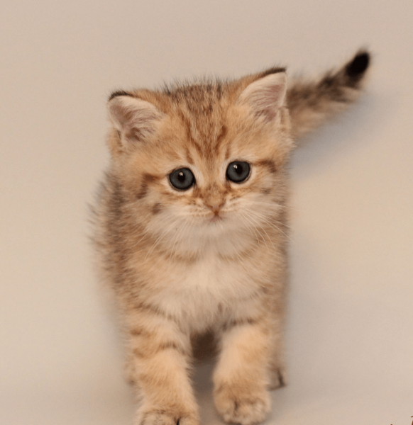 Котенок золотой шиншиллы