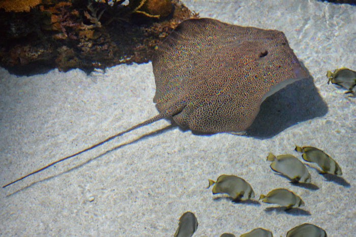 Скат-хвостокол