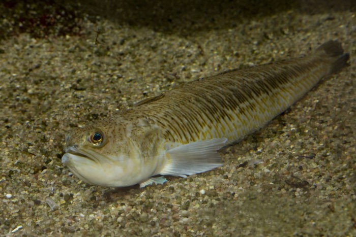 Морской дракончик