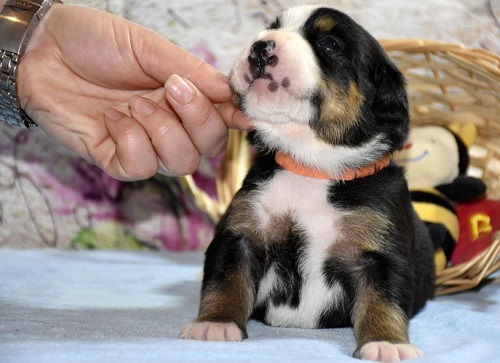 Подробнейший обзор породы собак: энтлебухер зенненхунд