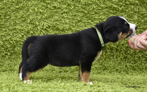 Подробнейший обзор породы собак: энтлебухер зенненхунд