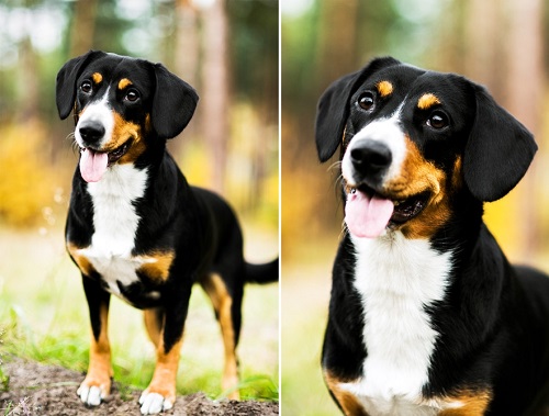 Подробнейший обзор породы собак: энтлебухер зенненхунд