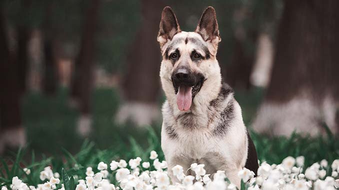 восточноевропейская овчарка фото