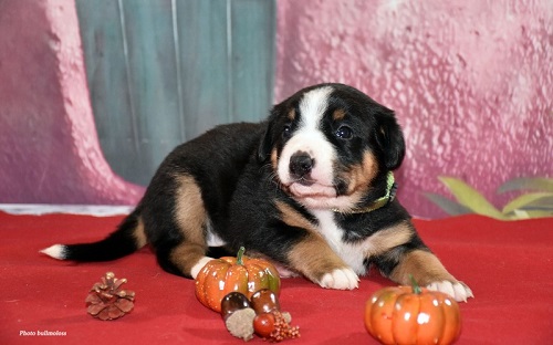 Подробнейший обзор породы собак: энтлебухер зенненхунд