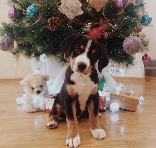 Подробнейший обзор породы собак: энтлебухер зенненхунд