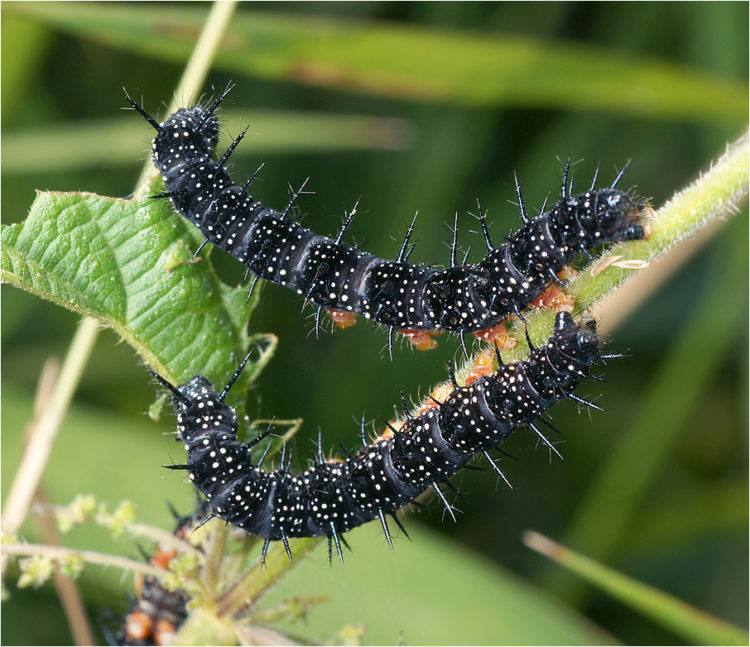Павлиний глаз