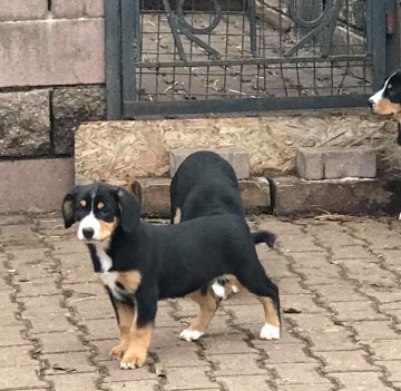 Подробнейший обзор породы собак: энтлебухер зенненхунд