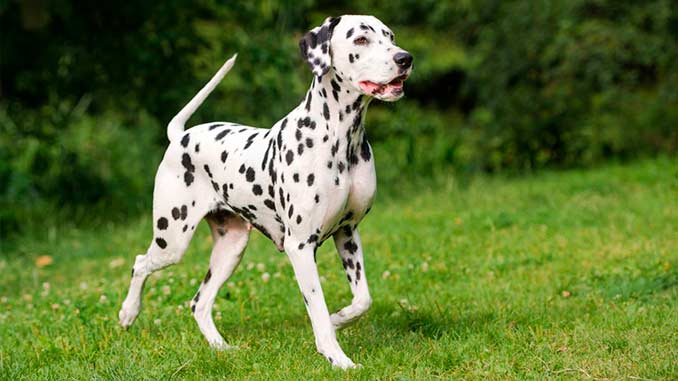 фото далматина