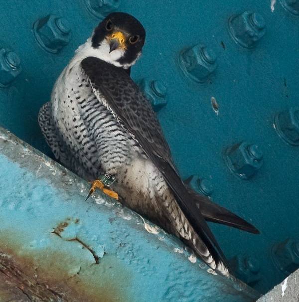 Алеутский сокол (черный сокол) фото (лат. Falco peregrinus pealei)