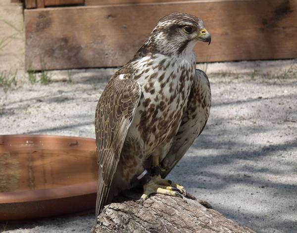 Балобан фото (лат. Falco cherrug)