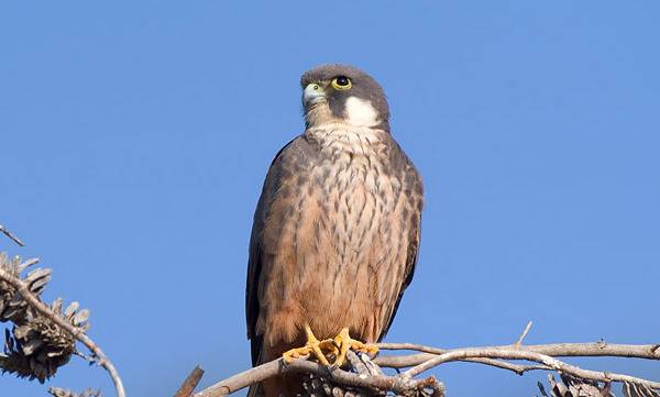 Чеглок Элеоноры (сокол Элеоноры, алет) фото (лат. Falco eleonorae)
