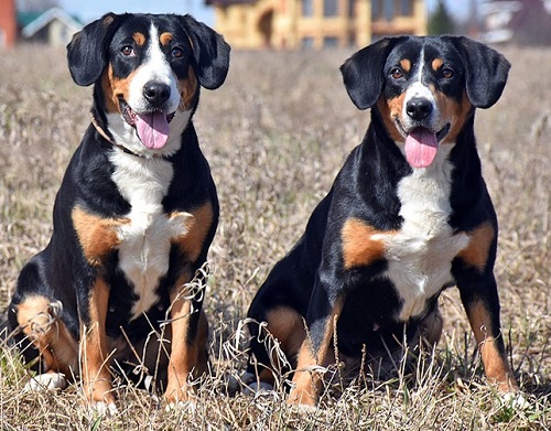 Подробнейший обзор породы собак: энтлебухер зенненхунд