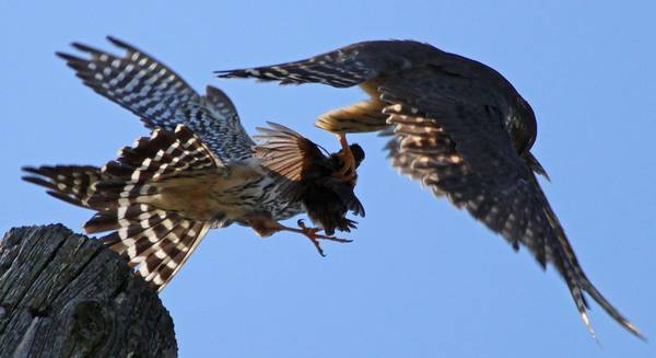 Дербники дерутся фото (лат. Falco columbarius)