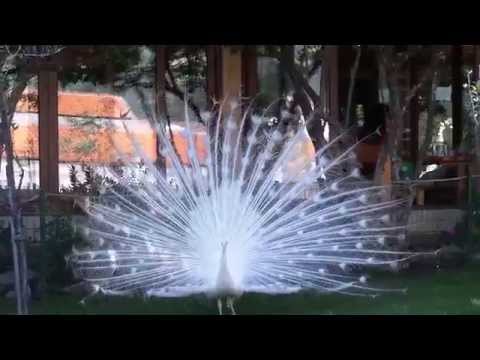 Белый павлин - белоснежный вестник