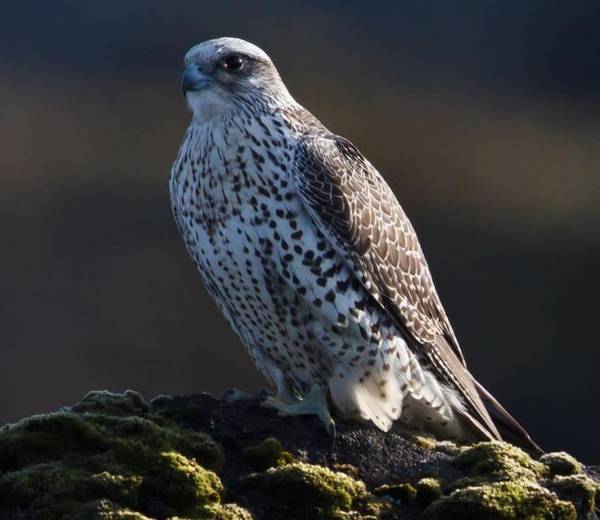 Кречет фото (лат. Falco rusticolus)