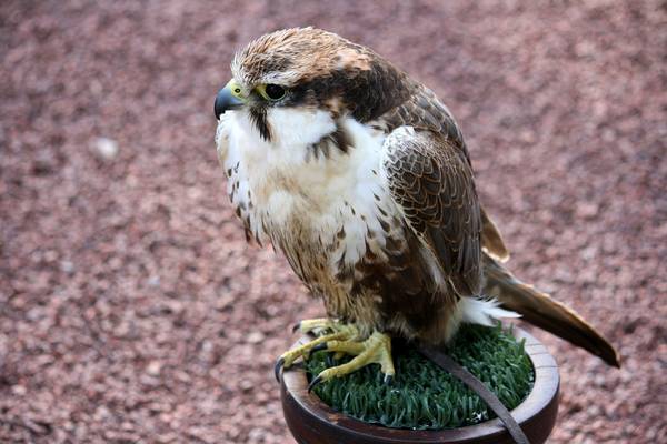 Лаггар фото (лат. Falco jugger)