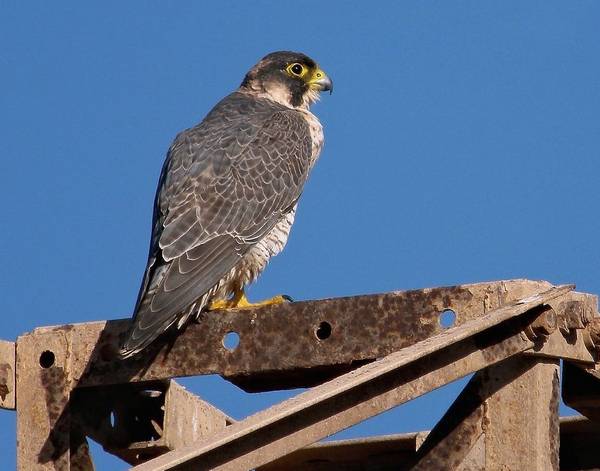 Шахин (рыжеголовый сапсан, рыжеголовый сокол, пустынный сокол) (лат. Falco pelegrinoides)