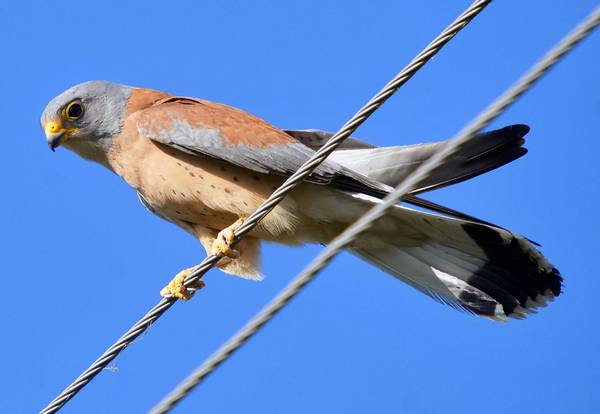 Степная пустельга фото (лат. Falco naumanni)