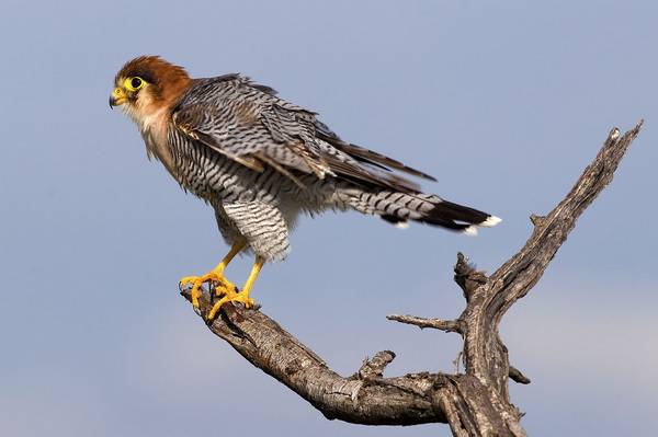 Турумти (турумди, турмути, красношейный сокол) фото (лат. Falco chicquera)