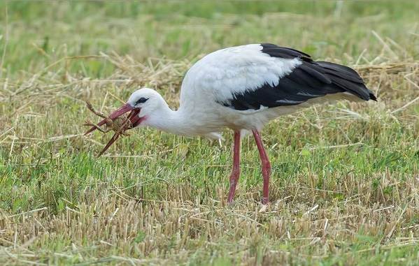 Описание-особенности-вида-и-среды обитания-аиста-20